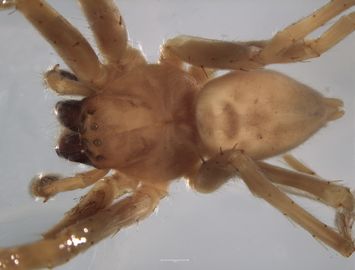 Vorschaubild Heteropoda pallida L. Koch, 1875